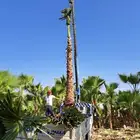 نخل للبيع واشنطني وعربي وتركيب شبكات الري