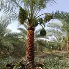توريد وتركيب جميع انواع الشبوك