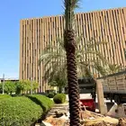 نخل لبيع موصل لموقع المطلوب