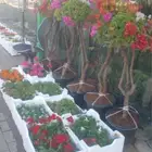 تنسيق حدائق
