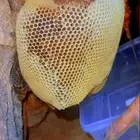 عسل جبلي