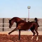 مطلوب خيل بارد و معسوف بسعر كويس و صحه كويسه