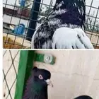 مطلوب حمام الخرج او الرياض