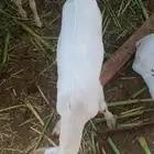 Milkfed male goats fatty and meaty two months old