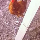 I have three roosters
