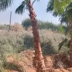 نخل واشنطني زينه امريكي للبيع