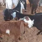 بهم وجفار مراح