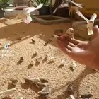 طيور زيبرا للبيع