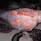 كاسكو طفره نادره