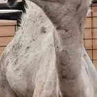 بكار للبيع