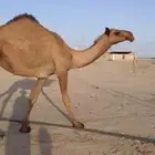 بكره حقه عبدانيه