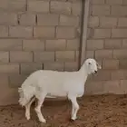 شاه صنف