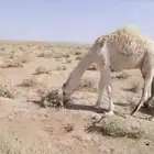 حاشي بري حوار على الحليب