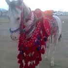 تعليم اركوب على الخيل