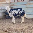 رخله عمرها من 5 شهور
