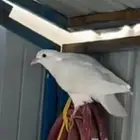 سلام عليكم عارض جوز فرنسي وقمري هولنديه