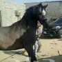 حصان شعبي