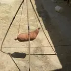 خضاضة لبن للبيع