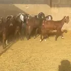 جفرات مصريات وقبرصيات