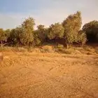 يوجد لدينا زيتون