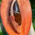 شتلات mamey  sapoteوشتلات شمعة حمل حرارة شديد ونادر