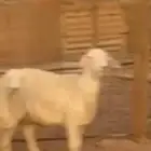 ضان حبص منوة القنايه
