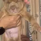 جراوي بولي xl احجام توب الوان نادرة