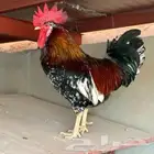 توصيل من الباحه الى جيزان