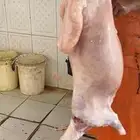 طليان و تيوس ذبح و توصيل مجانا