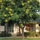 بذور كاسيا جلوكا للبيع