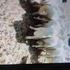 بهم خرفان للبيع