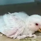 فرخ روز البينو