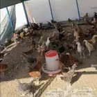 ديوك للبيع - ديك بلدي