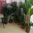 أشجار صناعية فاخرة