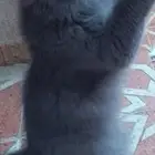 قط شيرازي ذكر للبيع