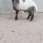 Luxurious Neim Ram