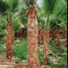 نخل واشنطن