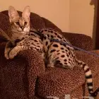 قطط Serval القط النمر للبيع