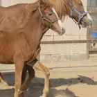 فرسه جزيريه مع مهرتها