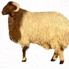 نقل اضاحي بكب هايلكس رياض الخبراء الخبراء البكيريه
