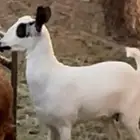 جفره فقدت عند سوق الاغنام في ذو حجي
