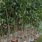 تخصصات الزراعه التنسيق