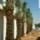 مقاول نخيل وشبوك