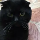 بسة سكوتش تريبل فولد ذكر للزواج أو للبيع