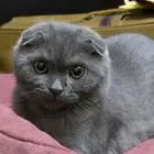 ذكر وانثى سكوتش فولد للبيع