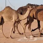 حوارة شعلا مزاين للبيع