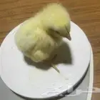 صوص لاحم كتاكيت فروخ