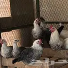 دجاج فيومي عمر صغير.