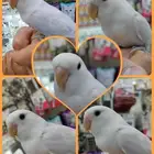 ببغاء روز كروان اليف جدا