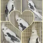 كروان هولندي مكتف ذكر للانتاج